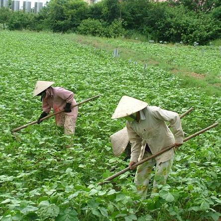 Năng suất xanh tại thôn Thắng Thành, tỉnh Ninh Bình